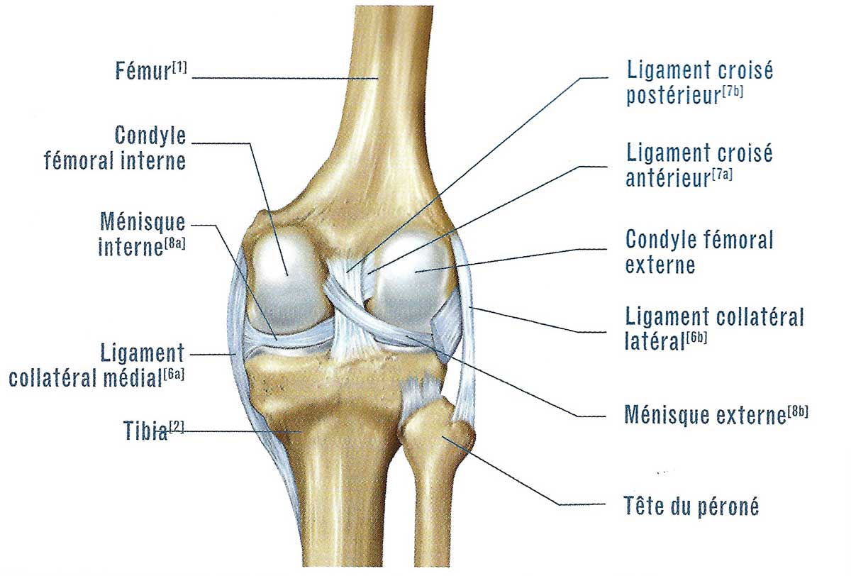 L' appareil extenseur du genou et ces cinq éléments