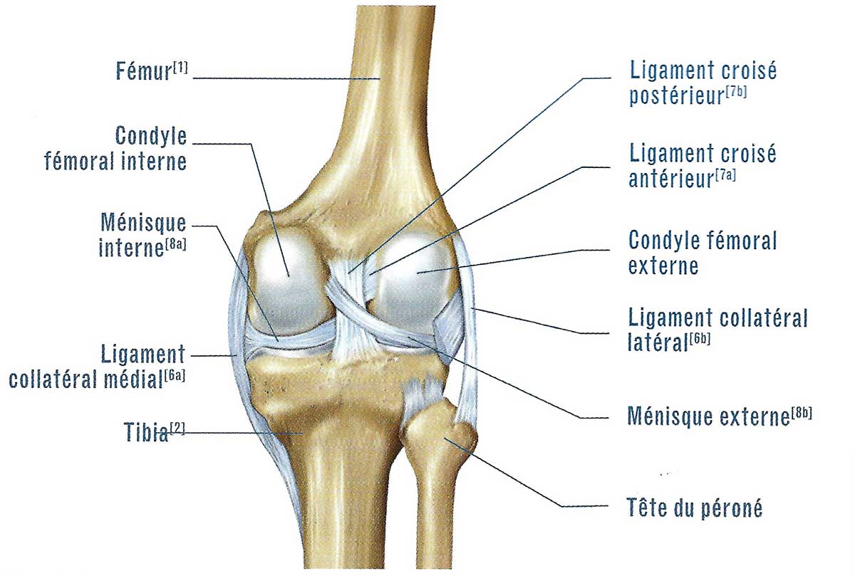 Os Du Genou Humain Anatomie Du Genou Humain Structure Anatomique Du